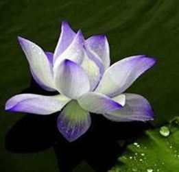 夏日清荷入軒窗——花之軒荷花盆景選購(gòu)與養(yǎng)護(hù)指南