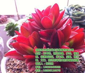 安陽地區(qū)種苗與盆景企業(yè)名錄及資源指南